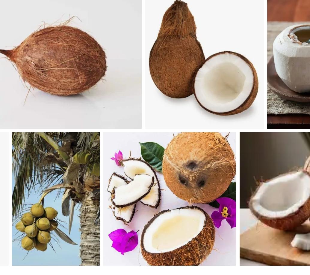 Coconut